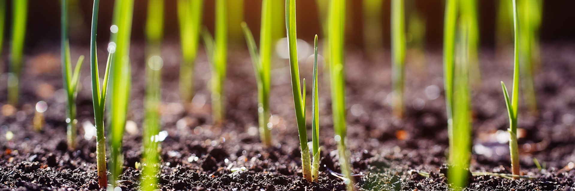 produzione-sementi-alta-qualita-con-tecniche-innovative-tecnoseed