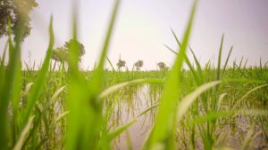 promozione-agricoltura-sostenibile-sementi-riso-frumento-grano-orzo-triticale-tecnoseed