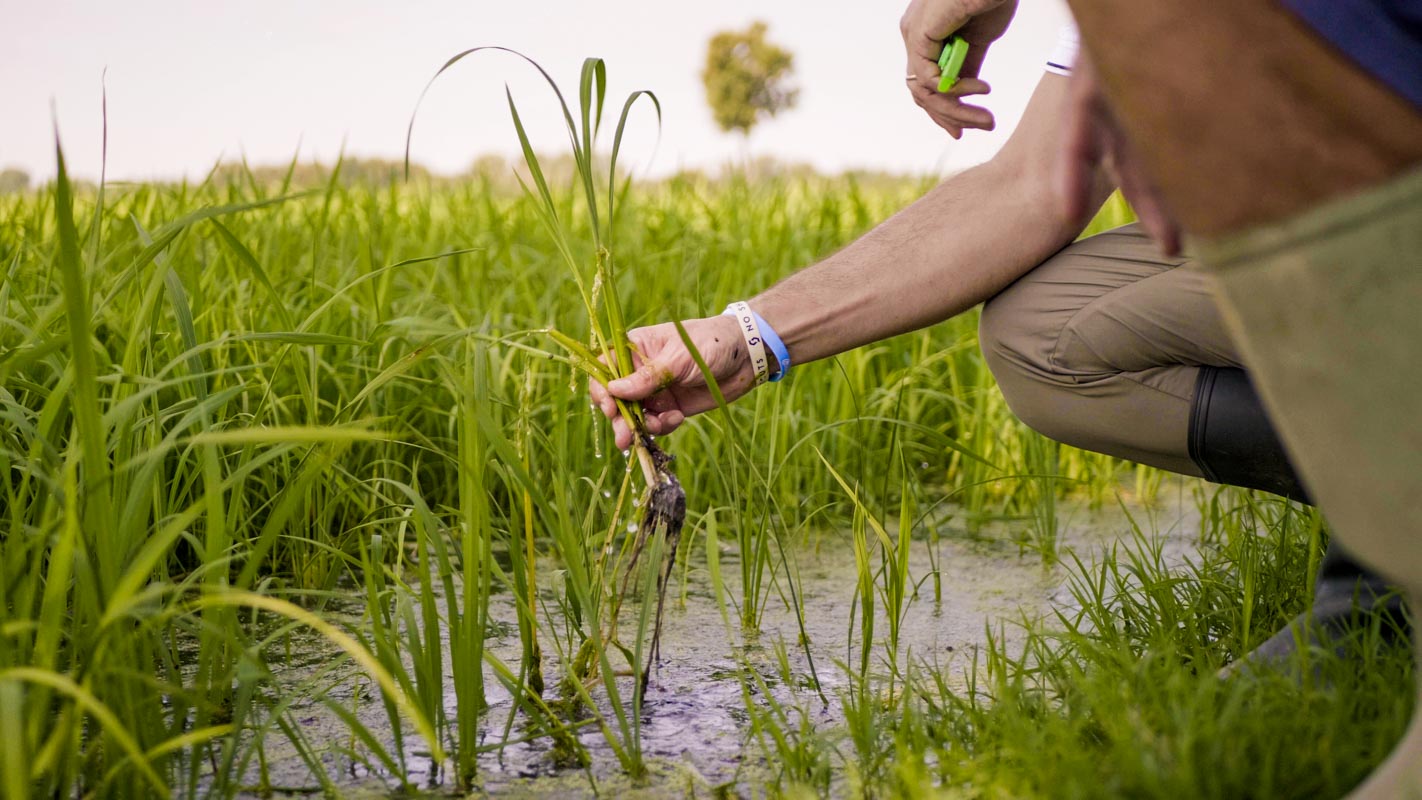 supporto-agricoltori-in-campo-risaie-tecnoseed