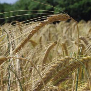 vendita-sementi-semenze-certificate-cereali-orzo-distico-lg-centella-tecnoseed